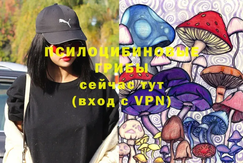 Галлюциногенные грибы Psilocybe  Пыталово 